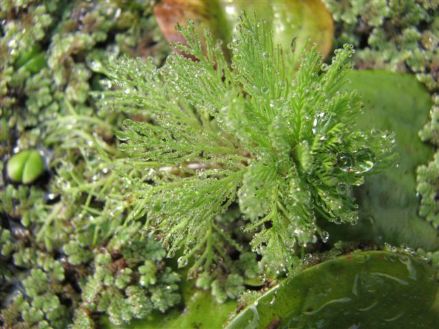Myriophyllum aquaticum pinito agua y gotas de agua